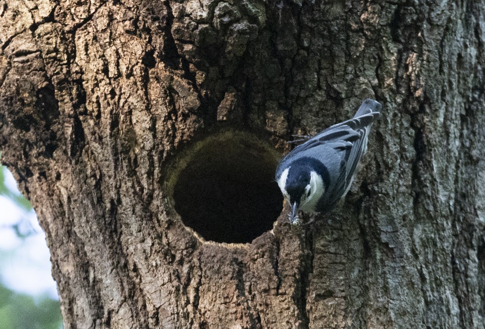 White-breasted Nuthatch - ML636056667