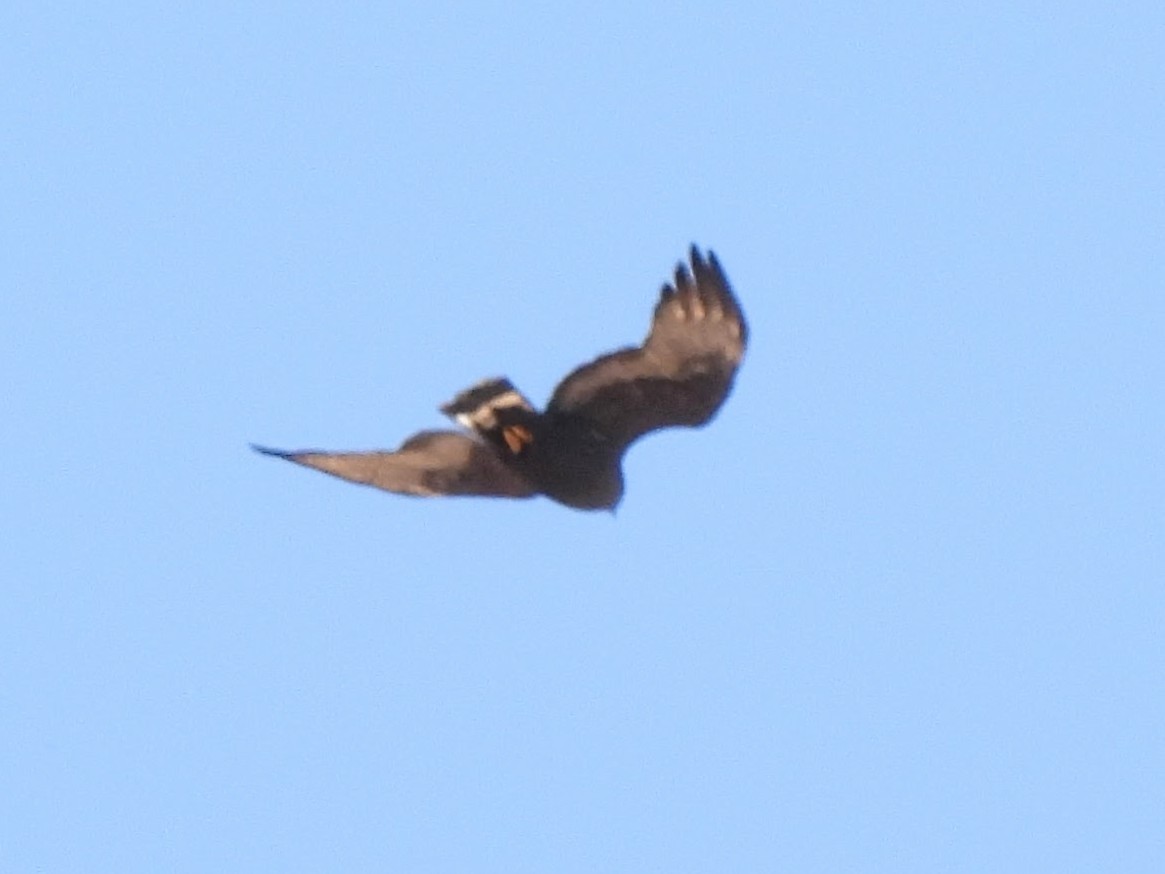 Zone-tailed Hawk - ML636056748