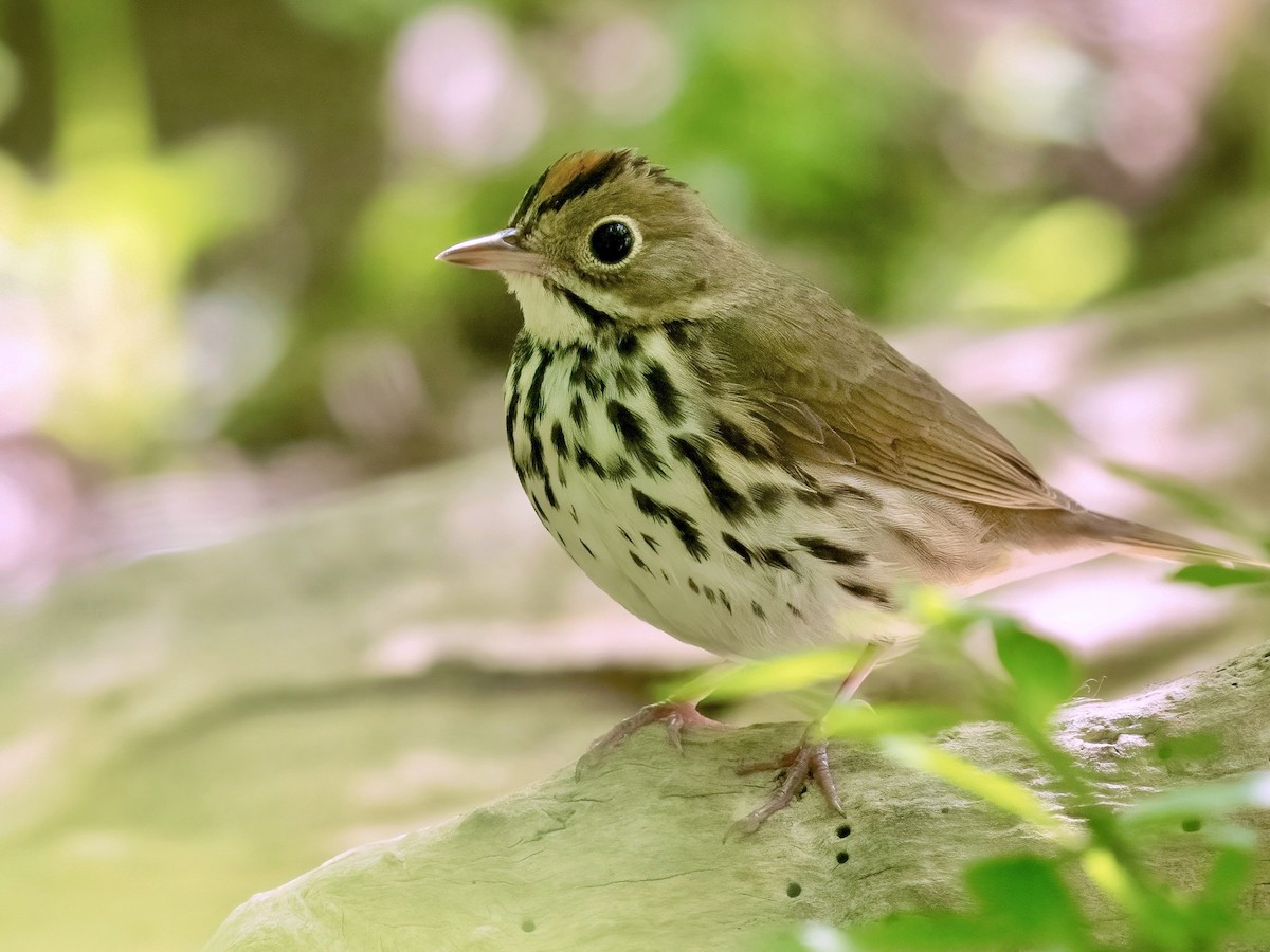 Ovenbird - ML636056752