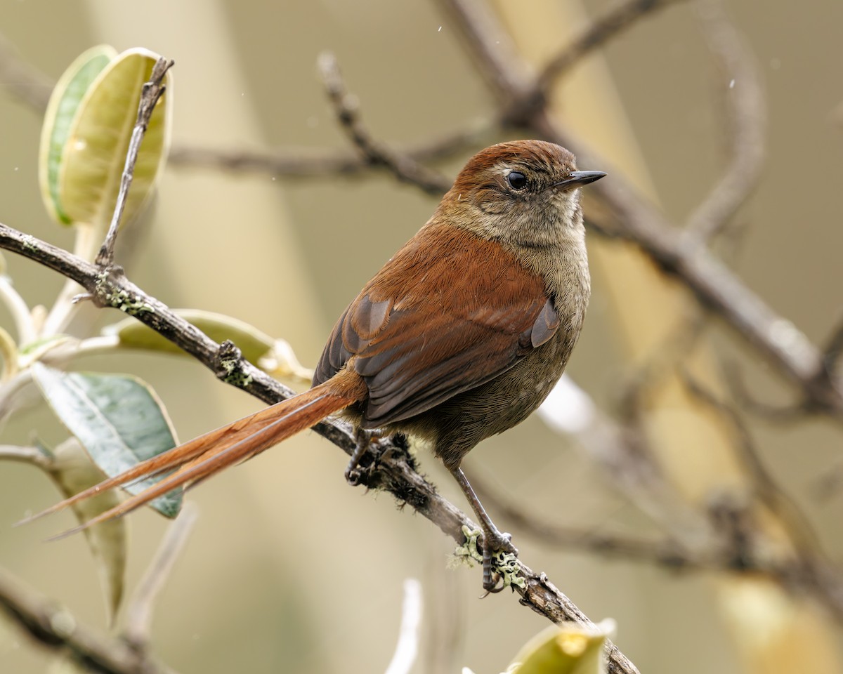 White-chinned Thistletail (fuliginosa) - ML636056778