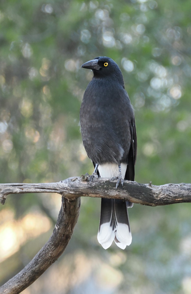 Pied Currawong - ML636056782