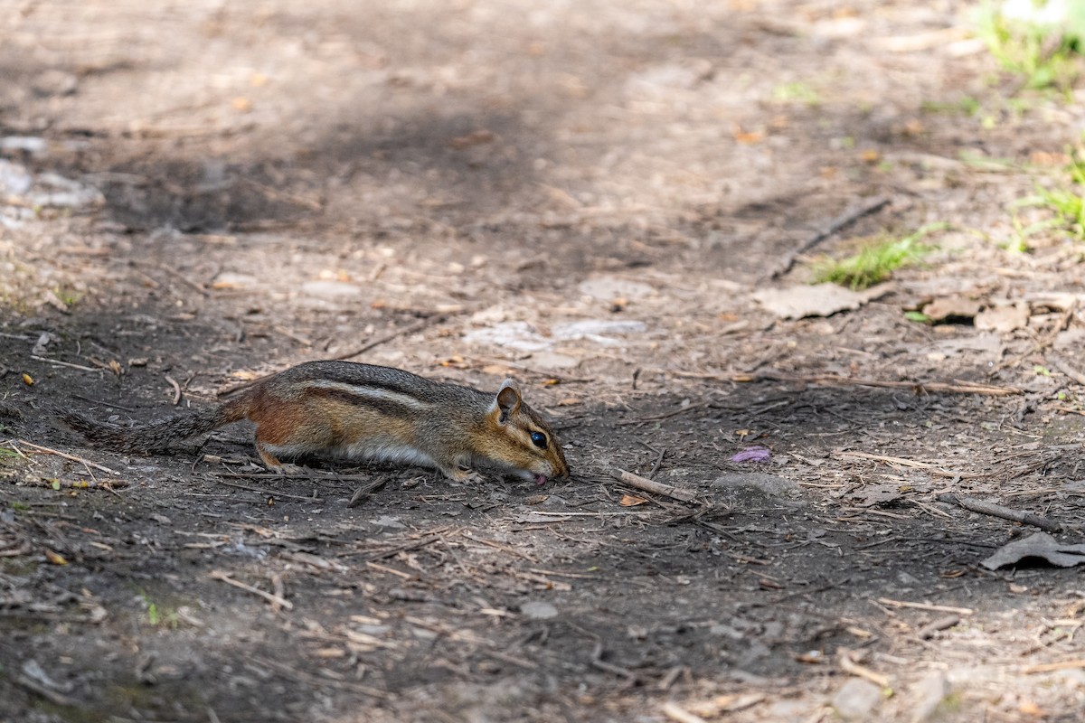 Eastern Chipmunk - ML636056810
