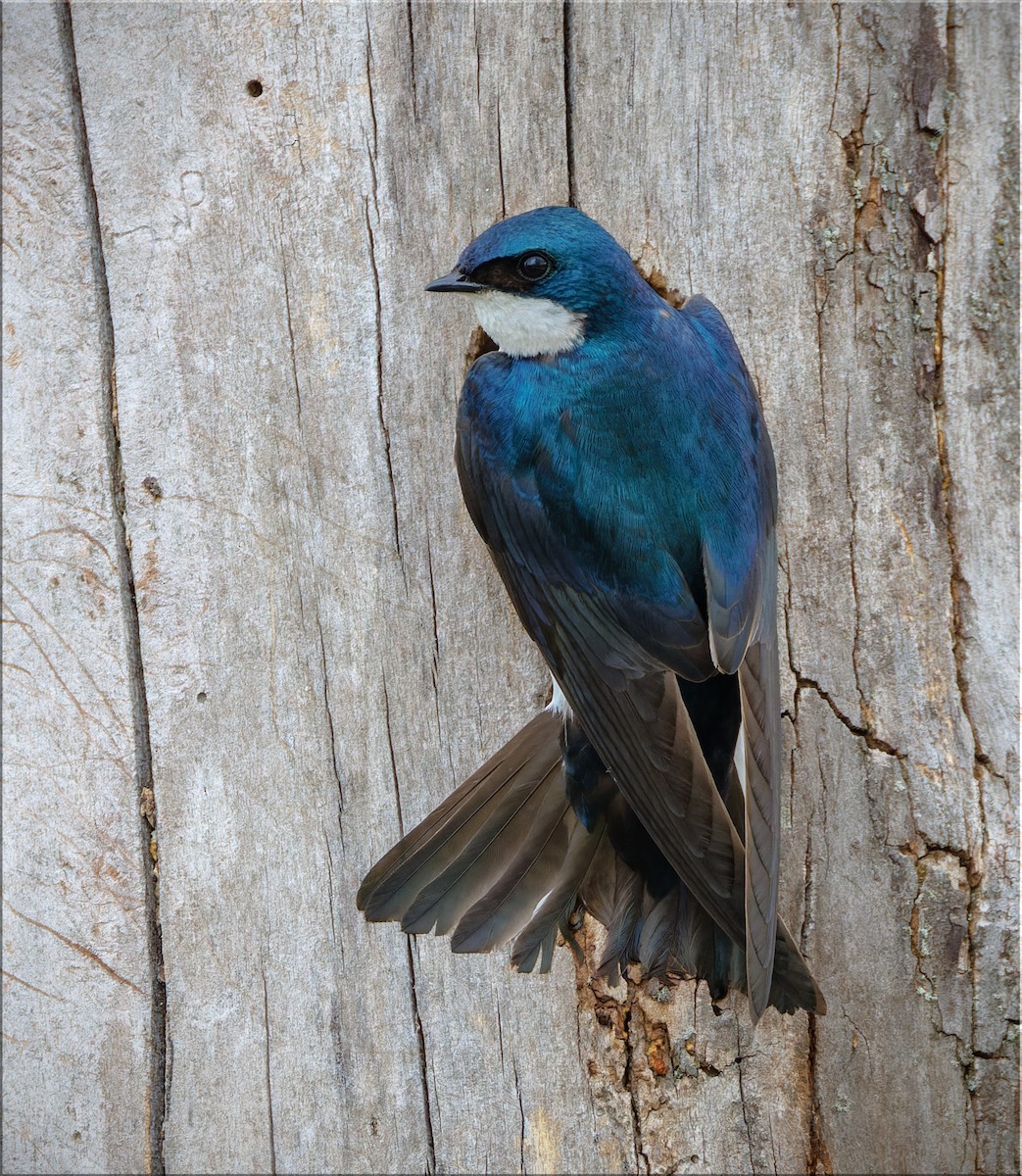 Tree Swallow - ML636056899