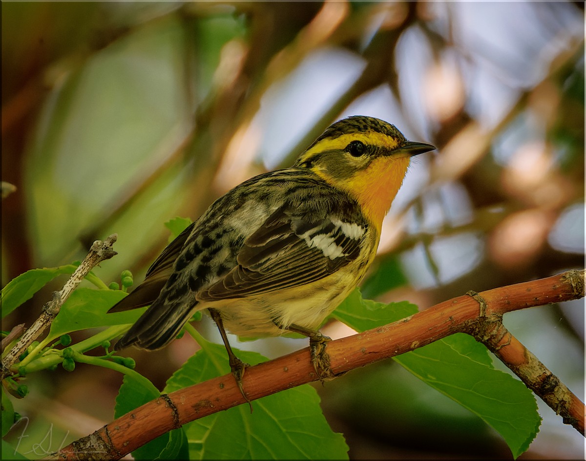 Blackburnian Warbler - ML636056945