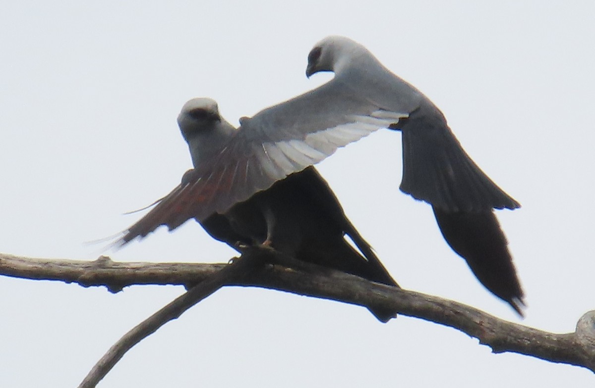 Mississippi Kite - ML636057022