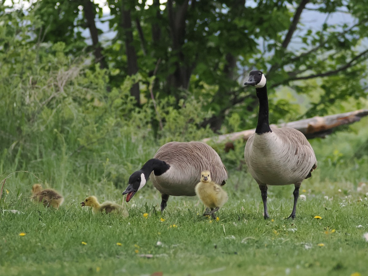 Canada Goose - ML636057047