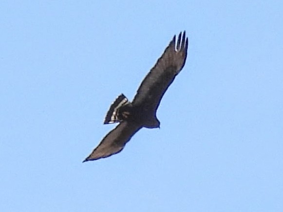Zone-tailed Hawk - ML636057084