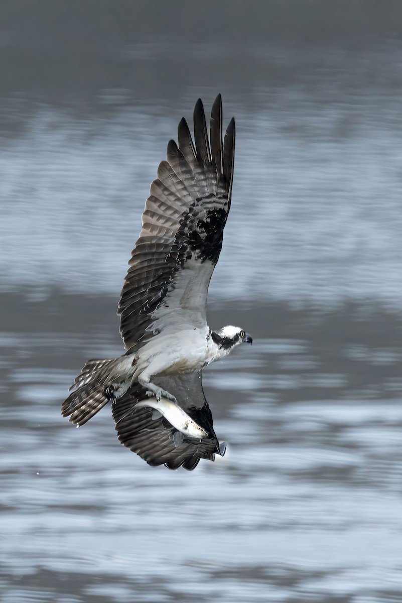 Osprey - ML636057263