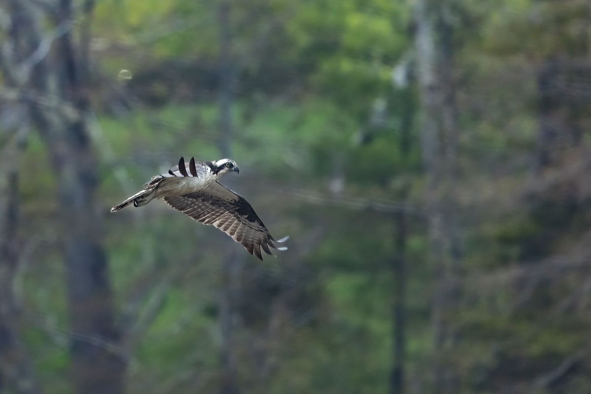 Osprey - ML636057264
