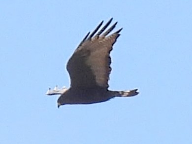 Zone-tailed Hawk - ML636057385