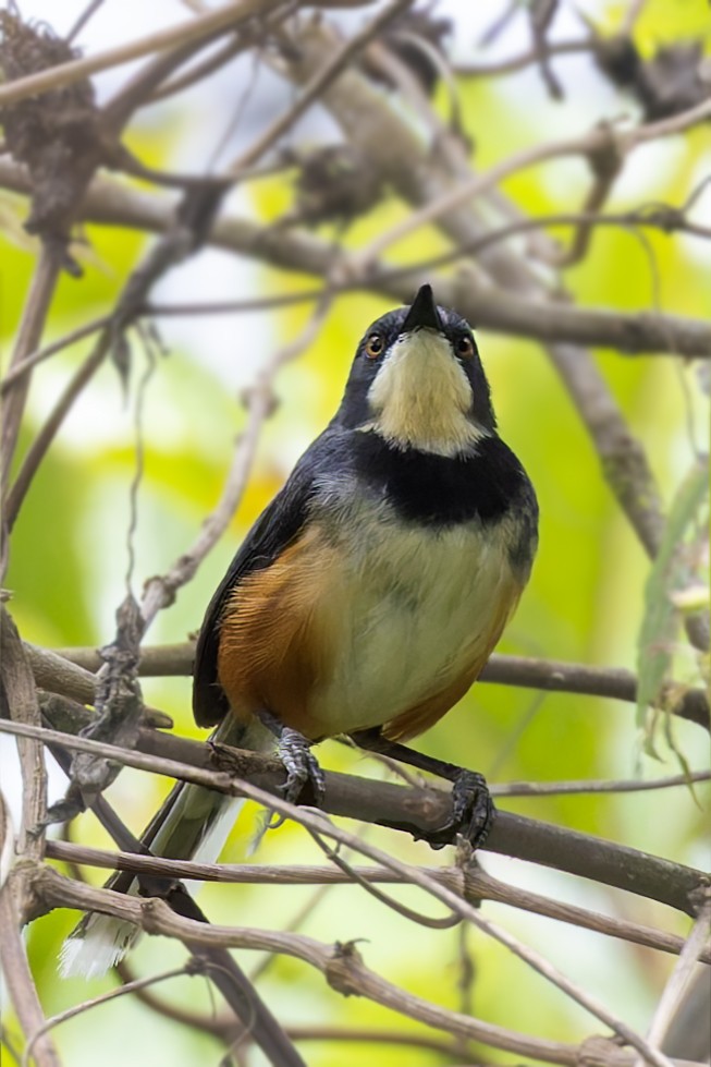 Black-collared Apalis - ML636057386