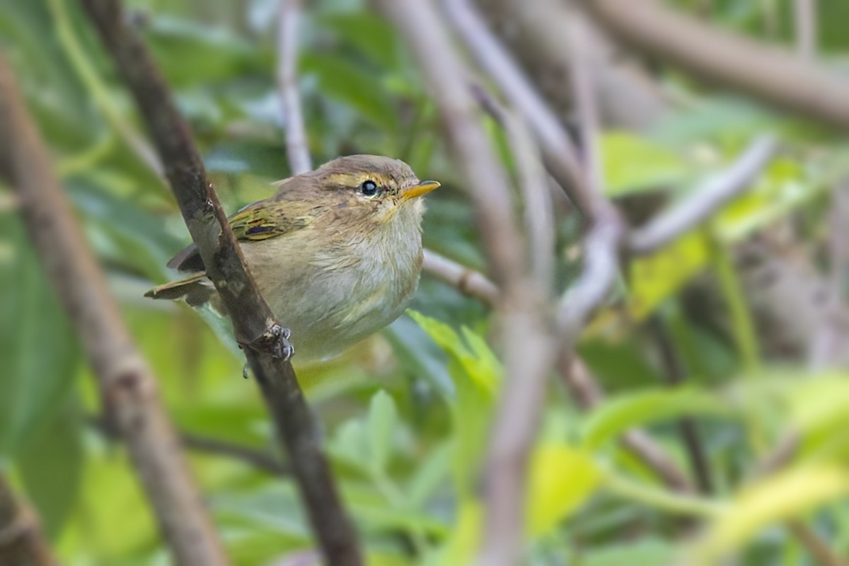 Brown Woodland-Warbler - ML636057399