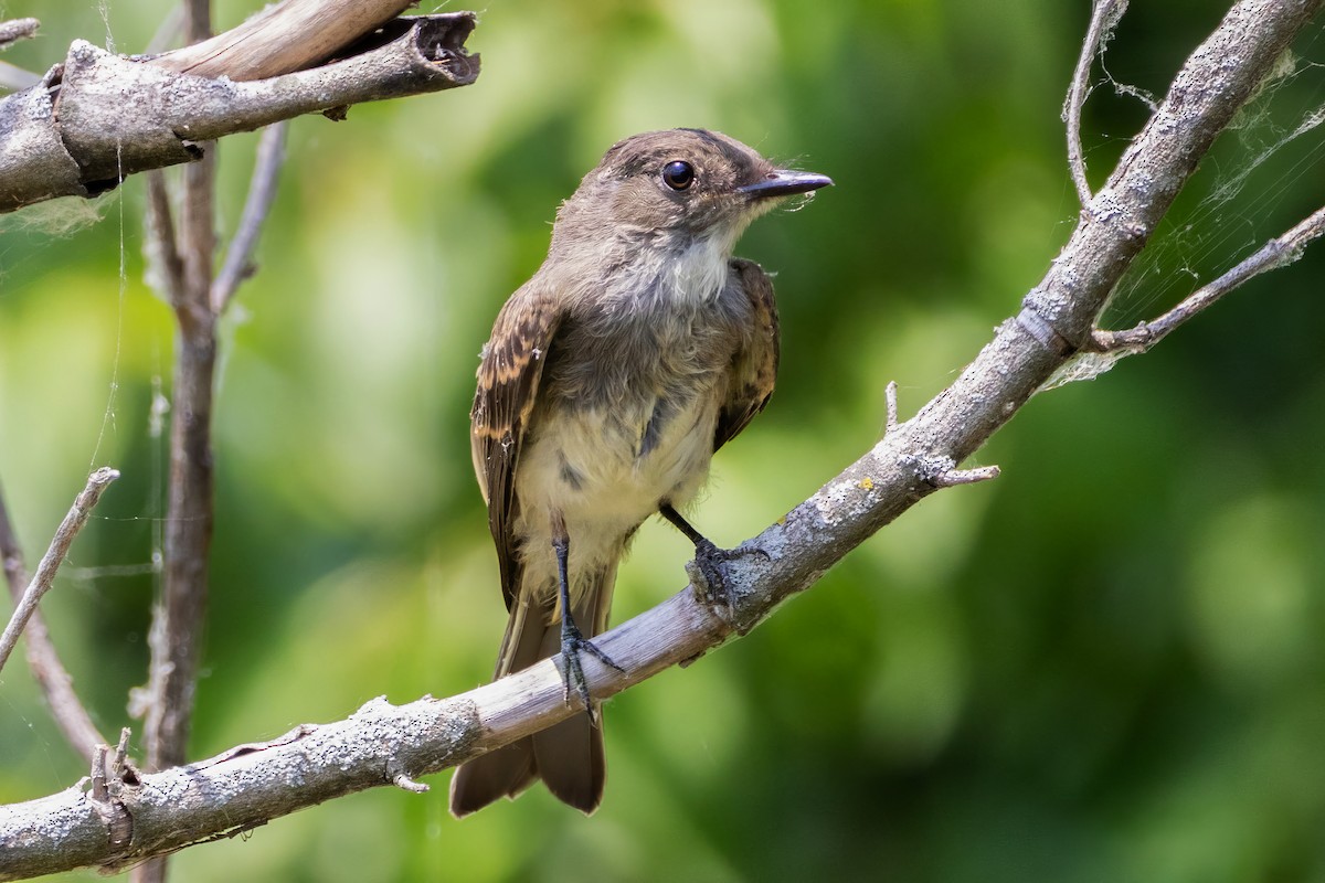 Eastern Phoebe - ML636057401