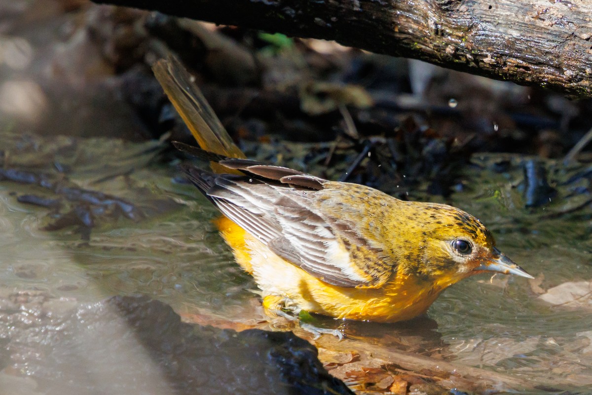 Baltimore Oriole - ML636057414