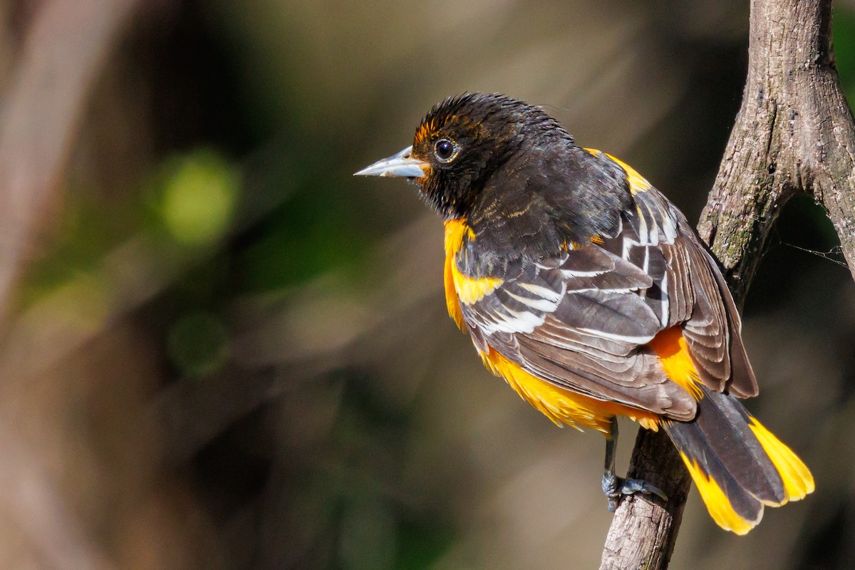 Baltimore Oriole - ML636057424