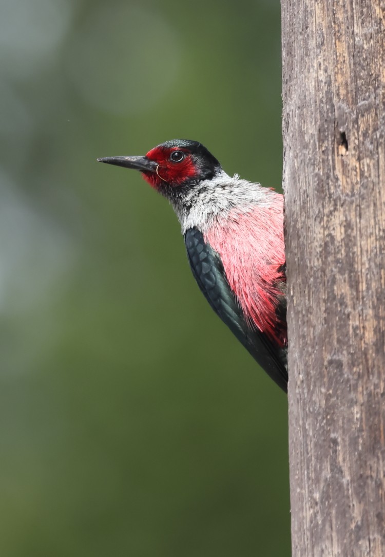 Lewis's Woodpecker - ML636057435