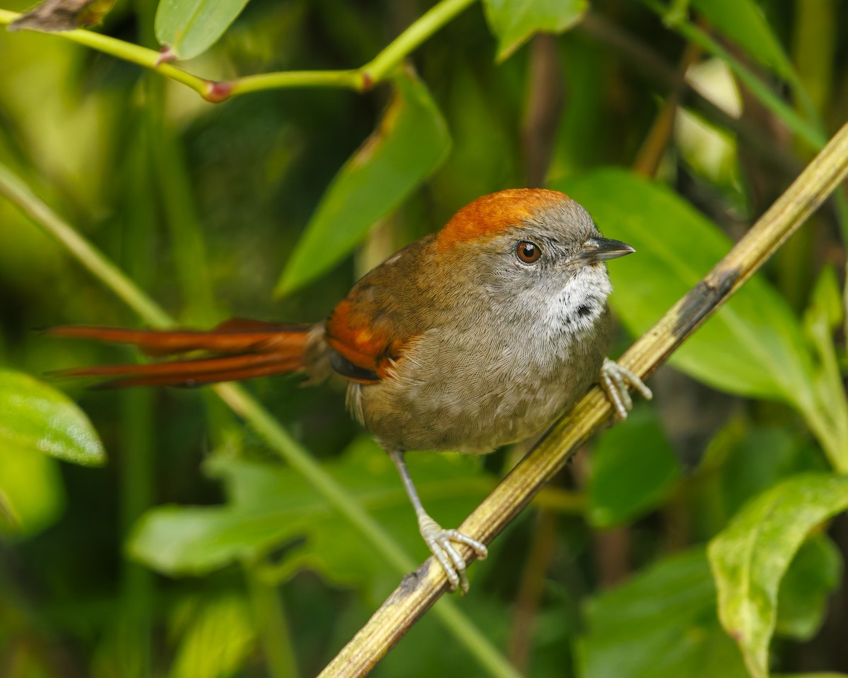 Azara's Spinetail - ML636057455