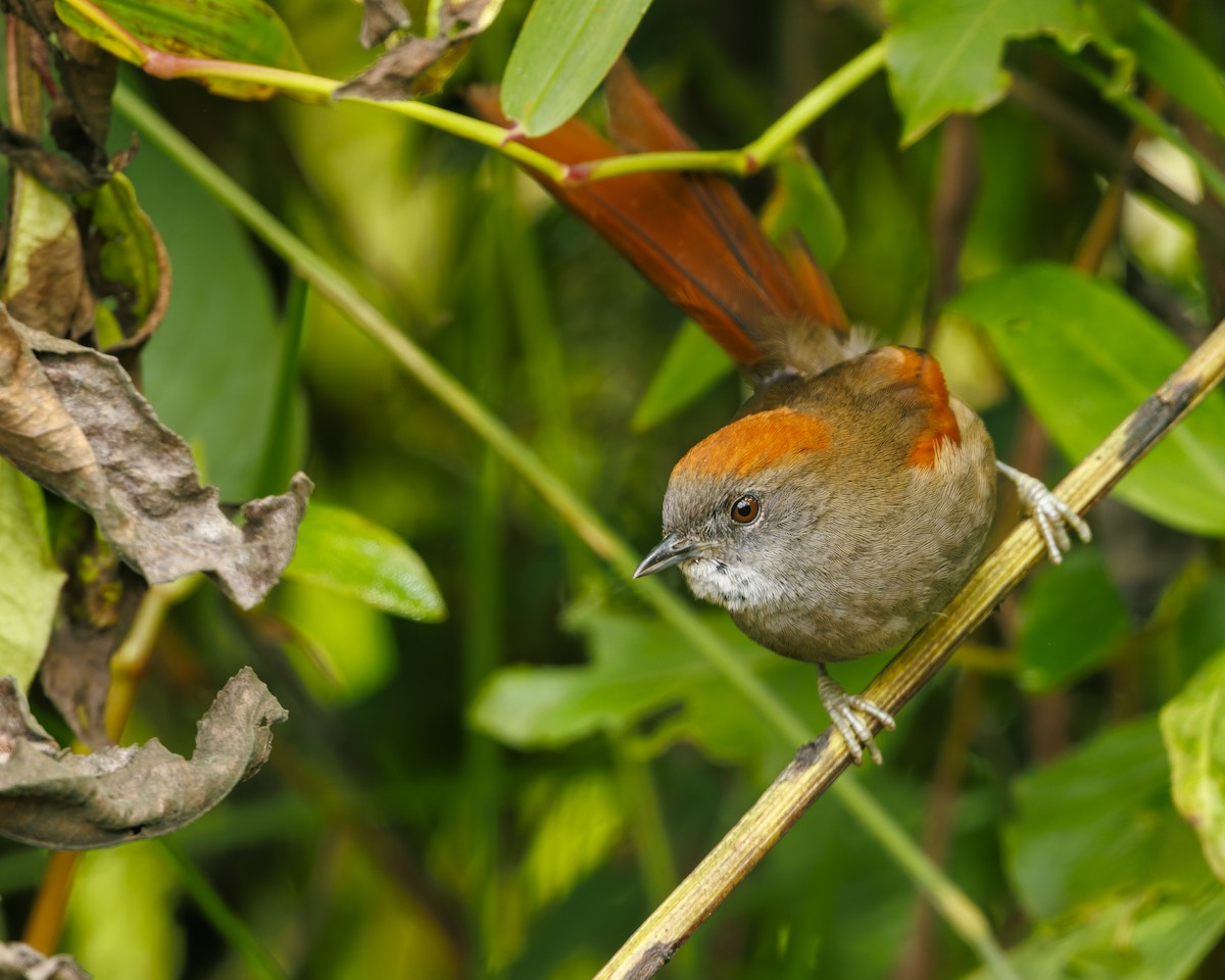 Azara's Spinetail - ML636057456