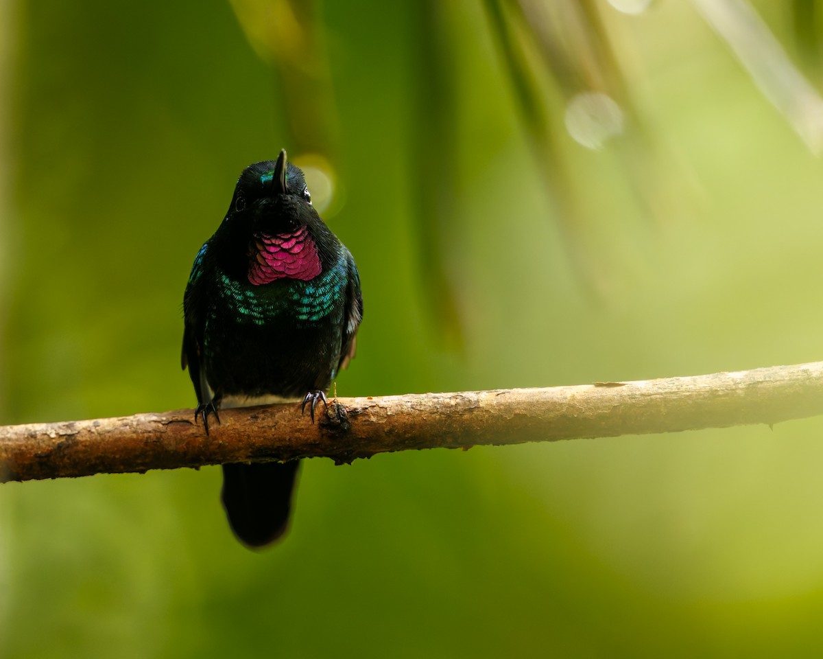Tourmaline Sunangel - ML636057517