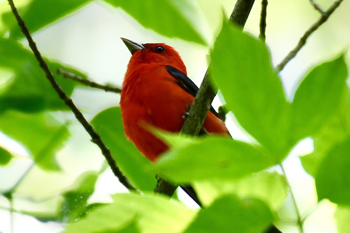 Scarlet Tanager - ML636057542
