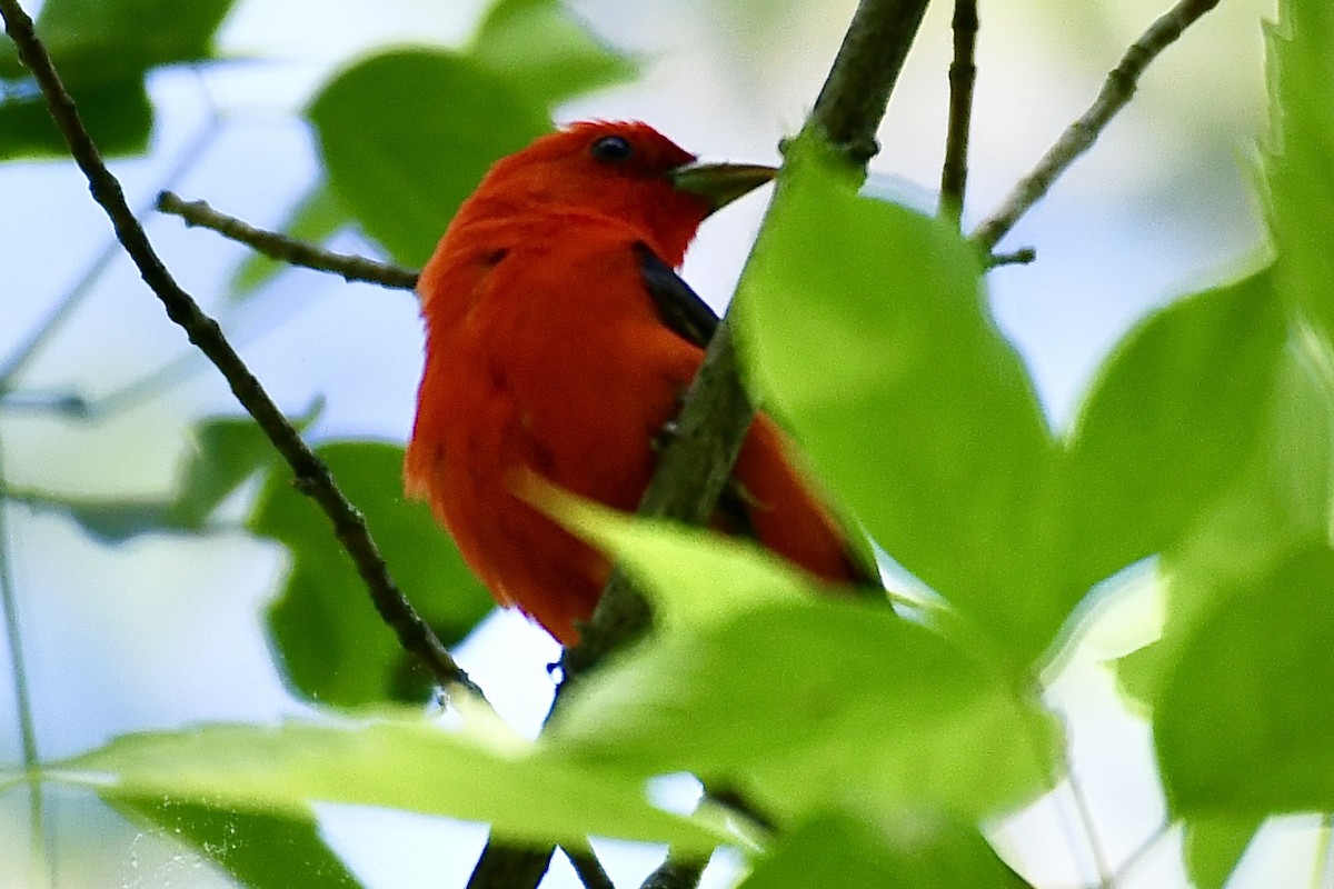 Scarlet Tanager - ML636057543