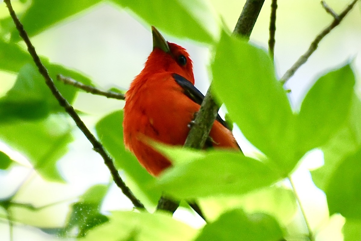 Scarlet Tanager - ML636057544