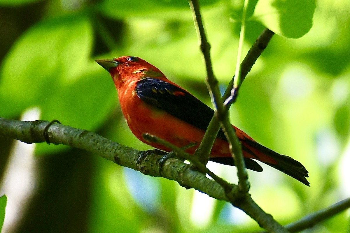 Scarlet Tanager - ML636057546