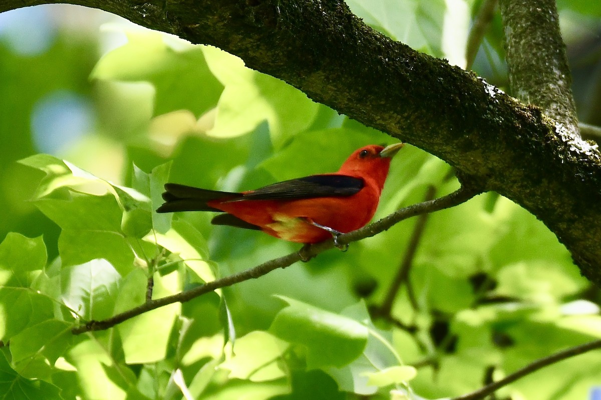 Scarlet Tanager - ML636057547
