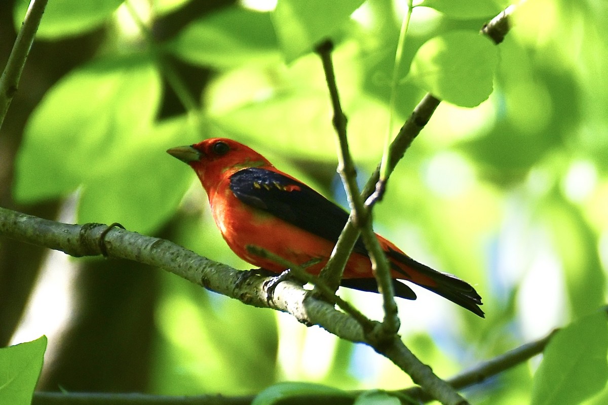 Scarlet Tanager - ML636057549