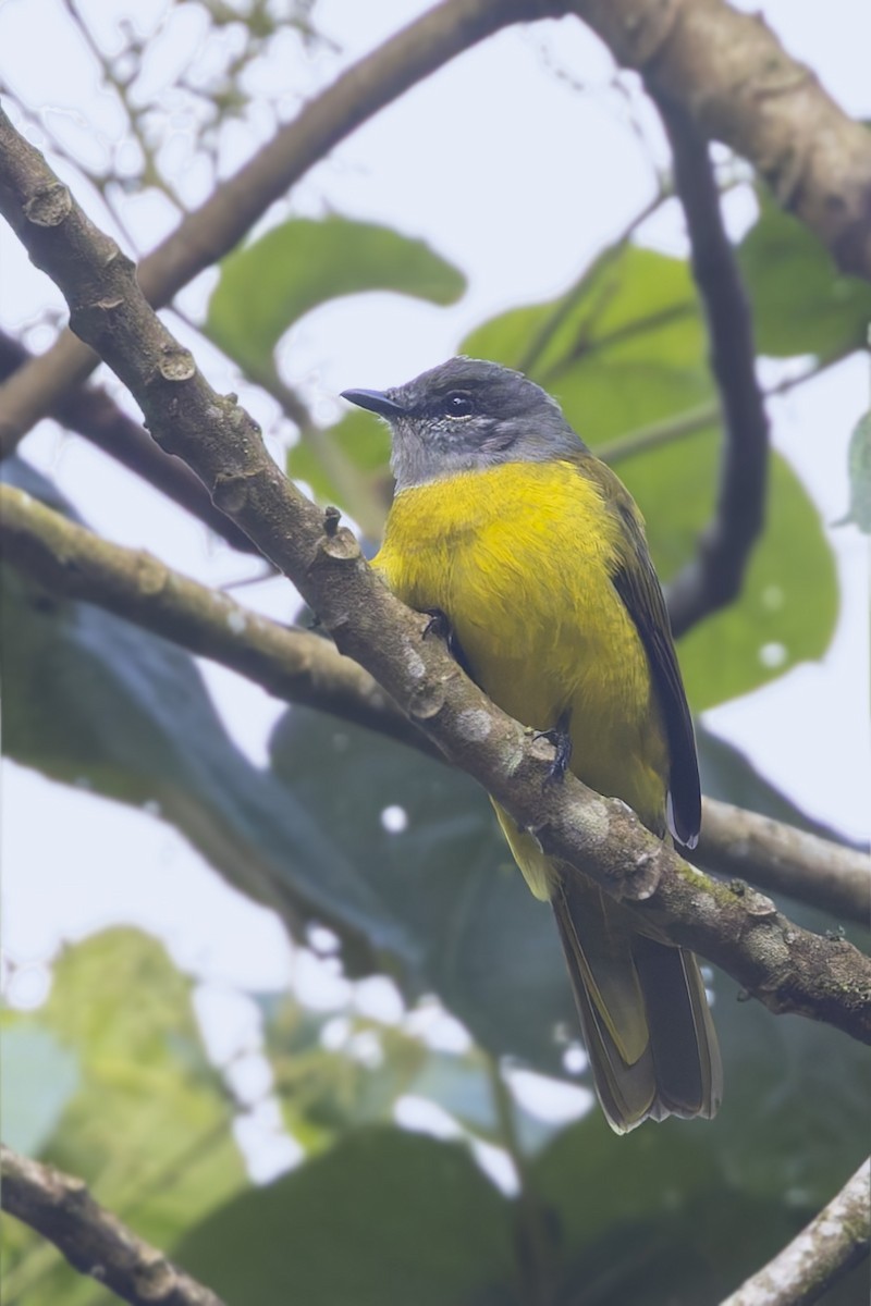 Purple-throated Cuckooshrike - ML636057578