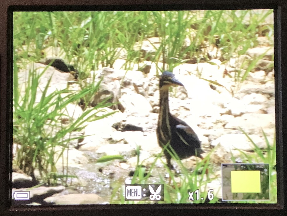 Green Heron - ML636057599