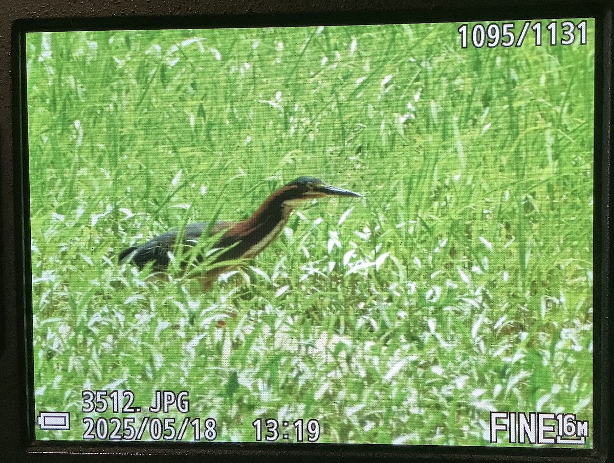 Green Heron - ML636057600