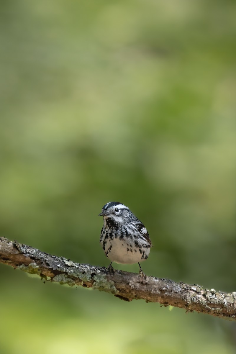 Black-and-white Warbler - ML636057674