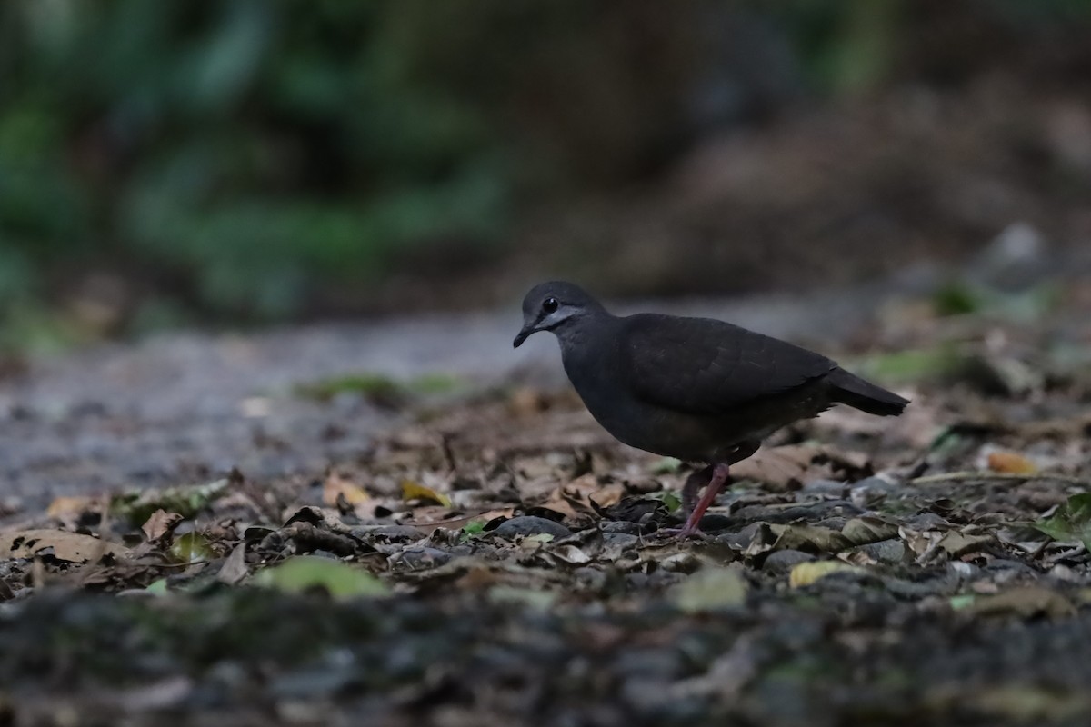Purplish-backed Quail-Dove - ML636057694