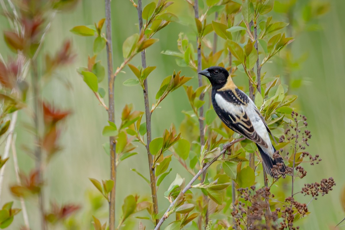 Bobolink - ML636057715