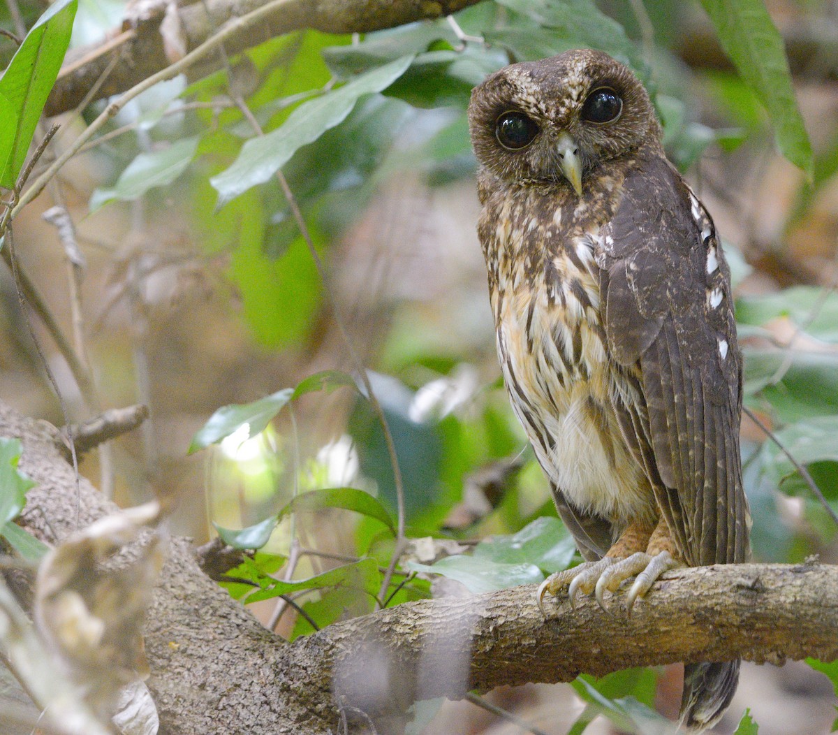 Mottled Owl - ML636057769
