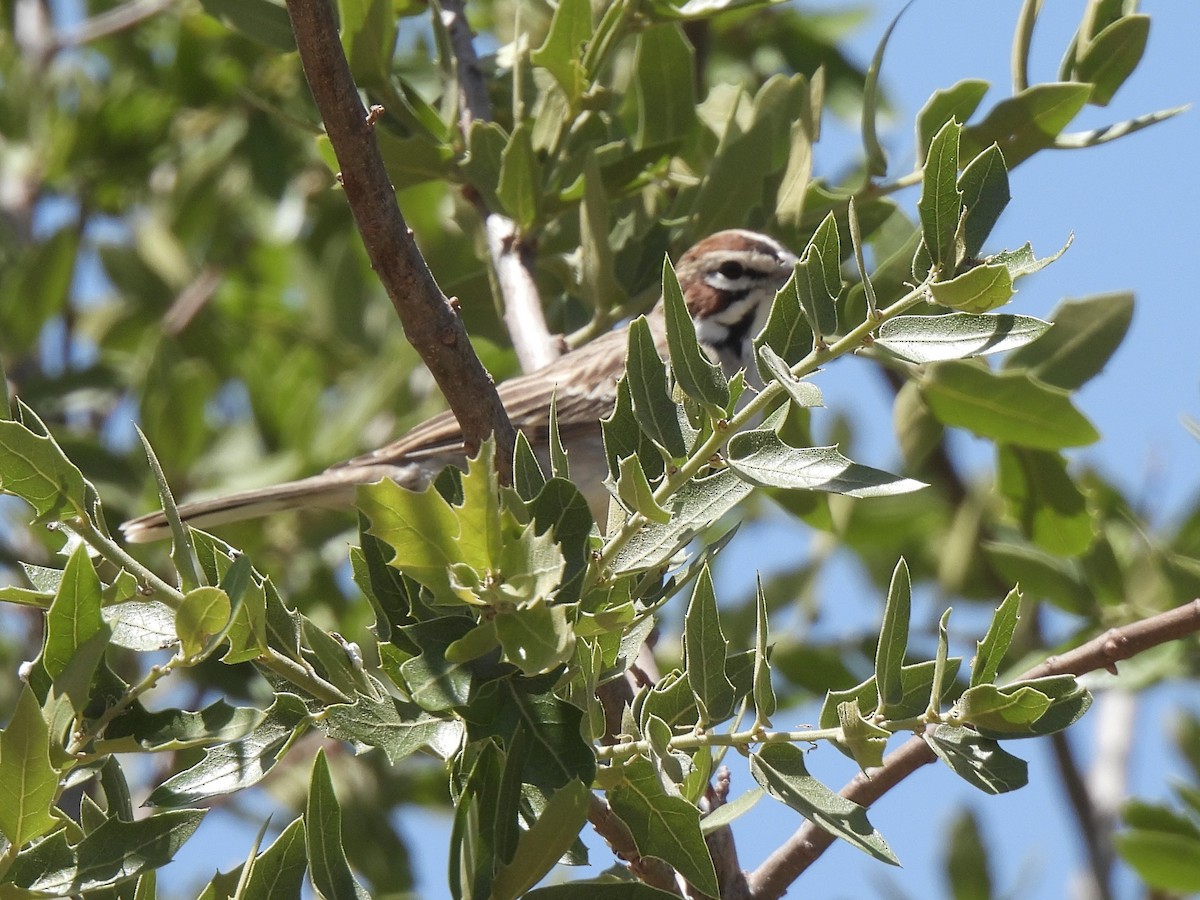 Lark Sparrow - ML636057787