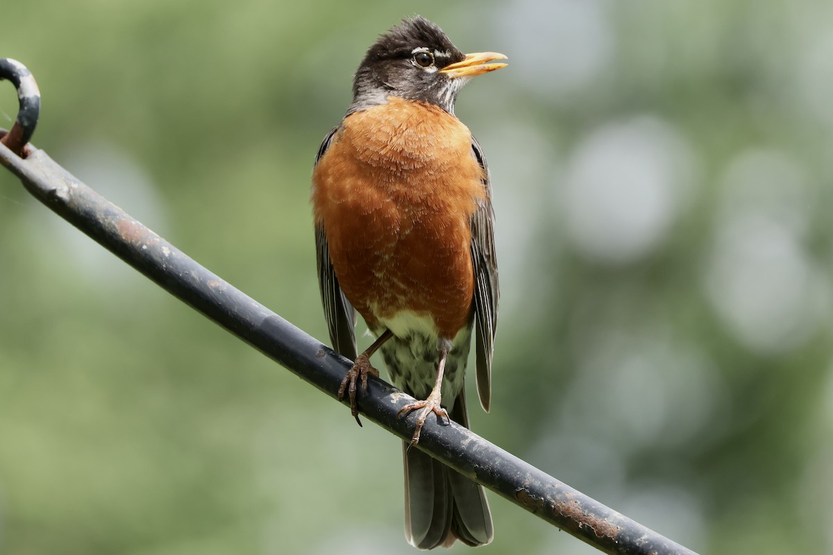 American Robin - ML636057845