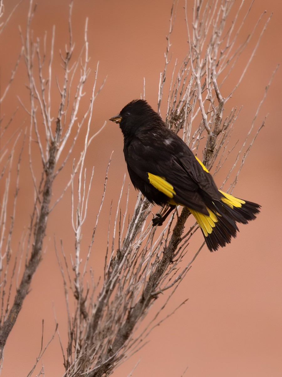 Black Siskin - ML636057855