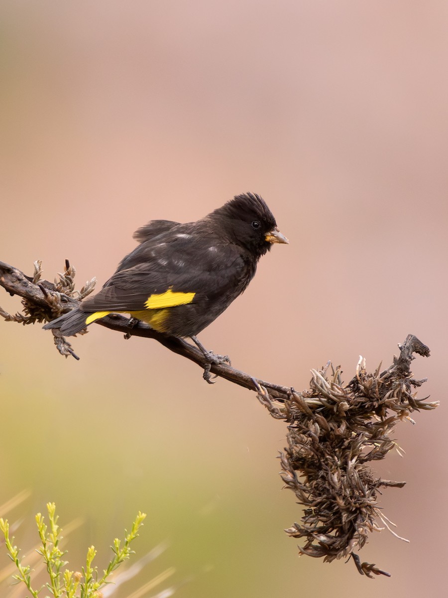 Black Siskin - ML636057856