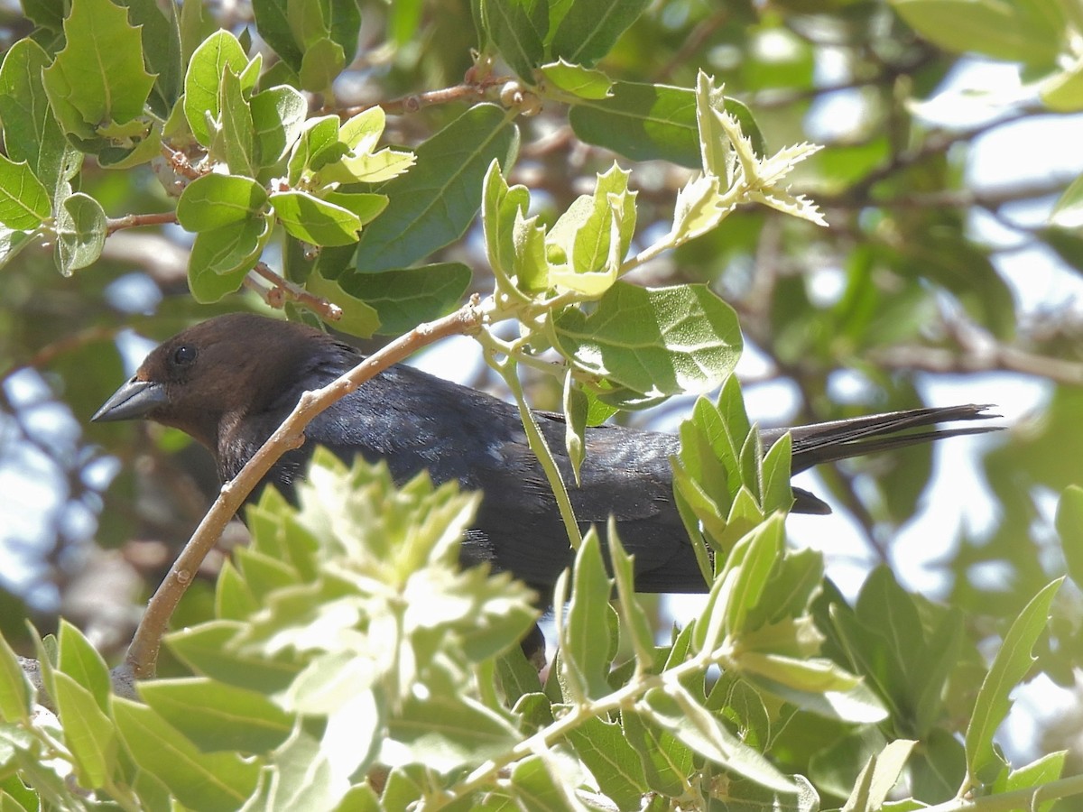 Brown-headed Cowbird - ML636057952
