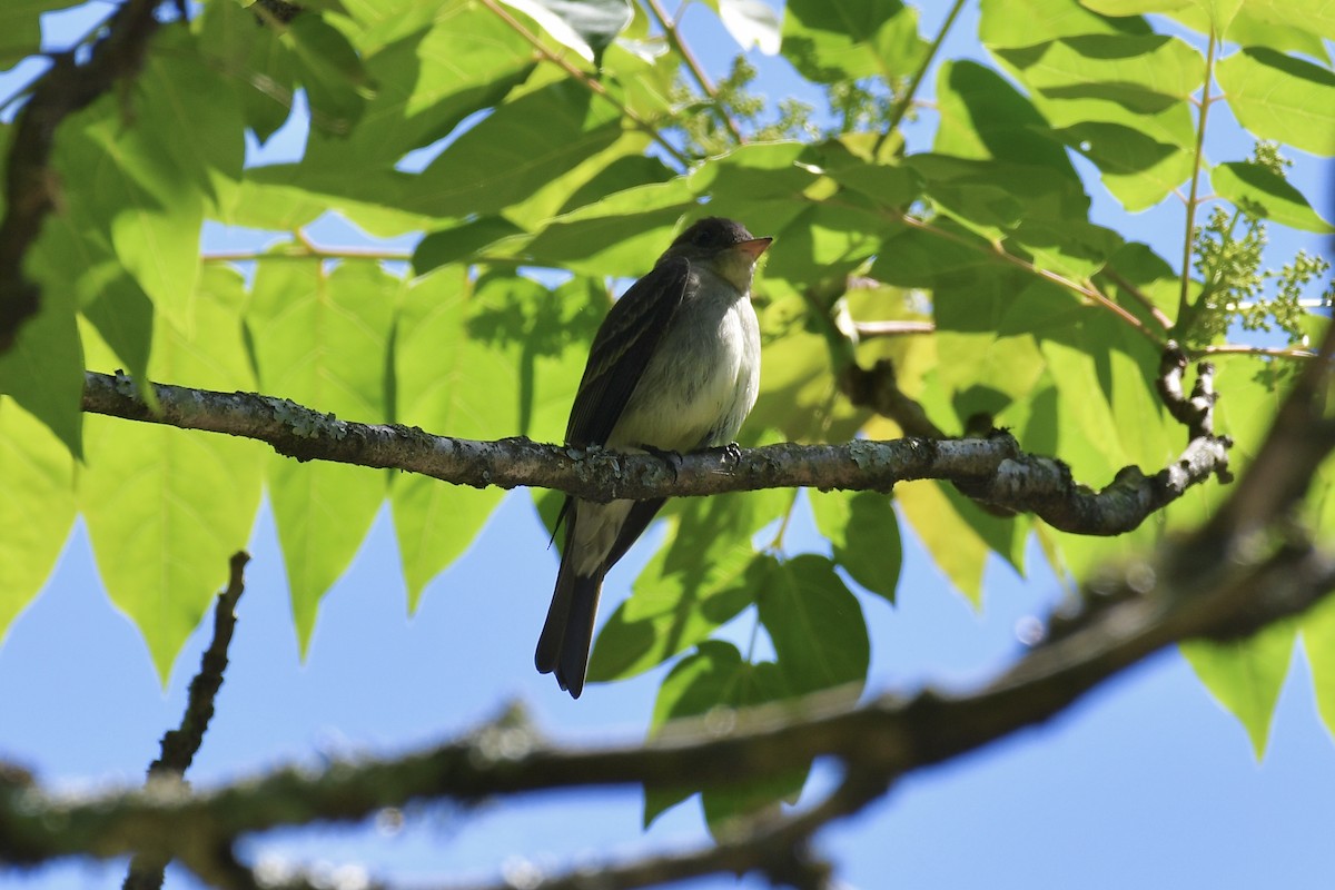 Eastern Wood-Pewee - ML636057969