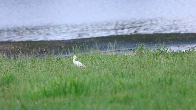 Héron garde-boeufs - ML636057988