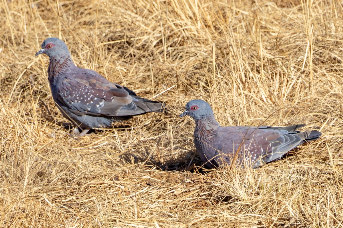 Speckled Pigeon - ML636058005