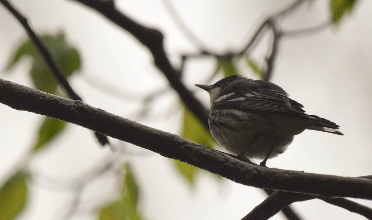 Cerulean Warbler - ML636058013