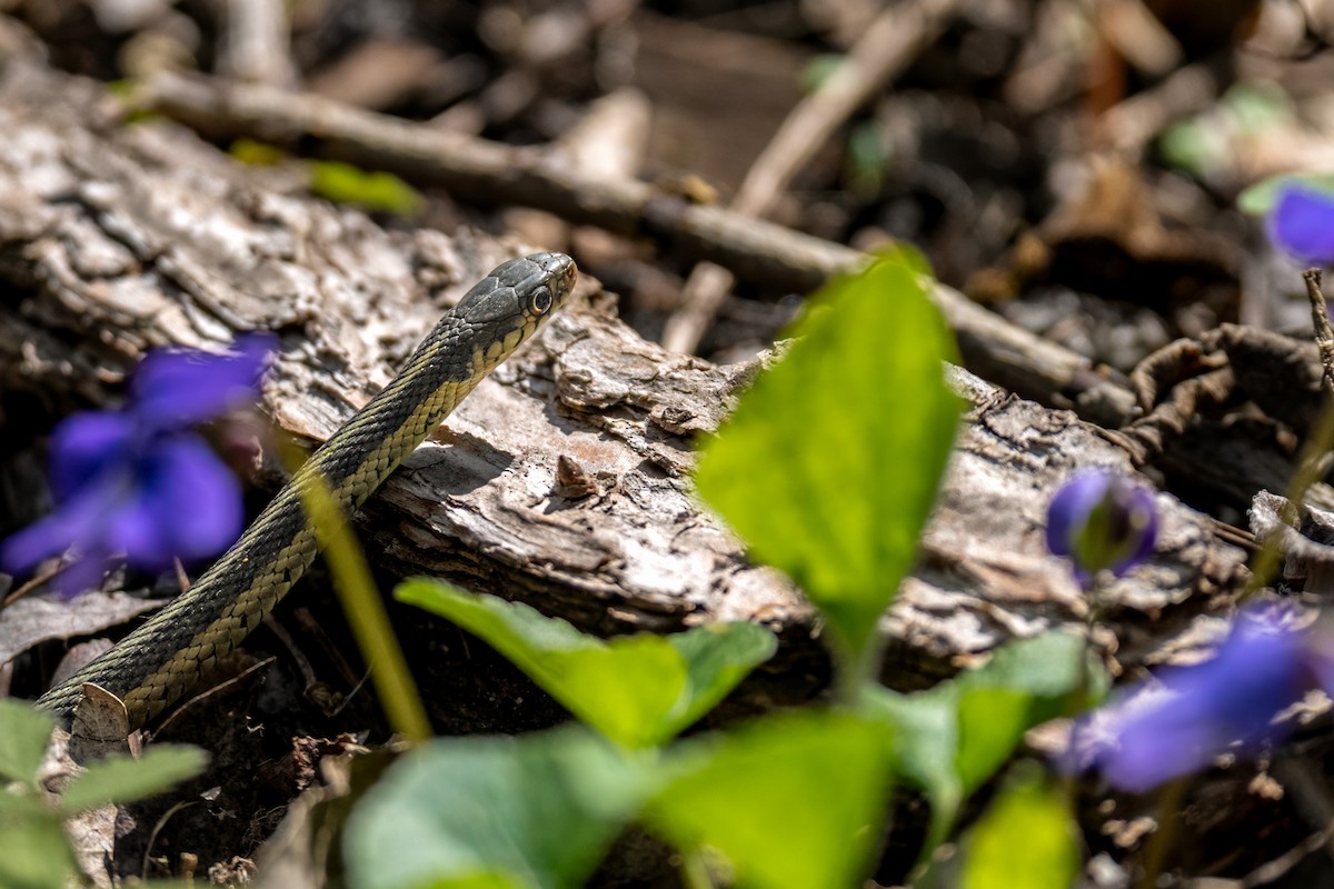 Garter Snakes - ML636058062
