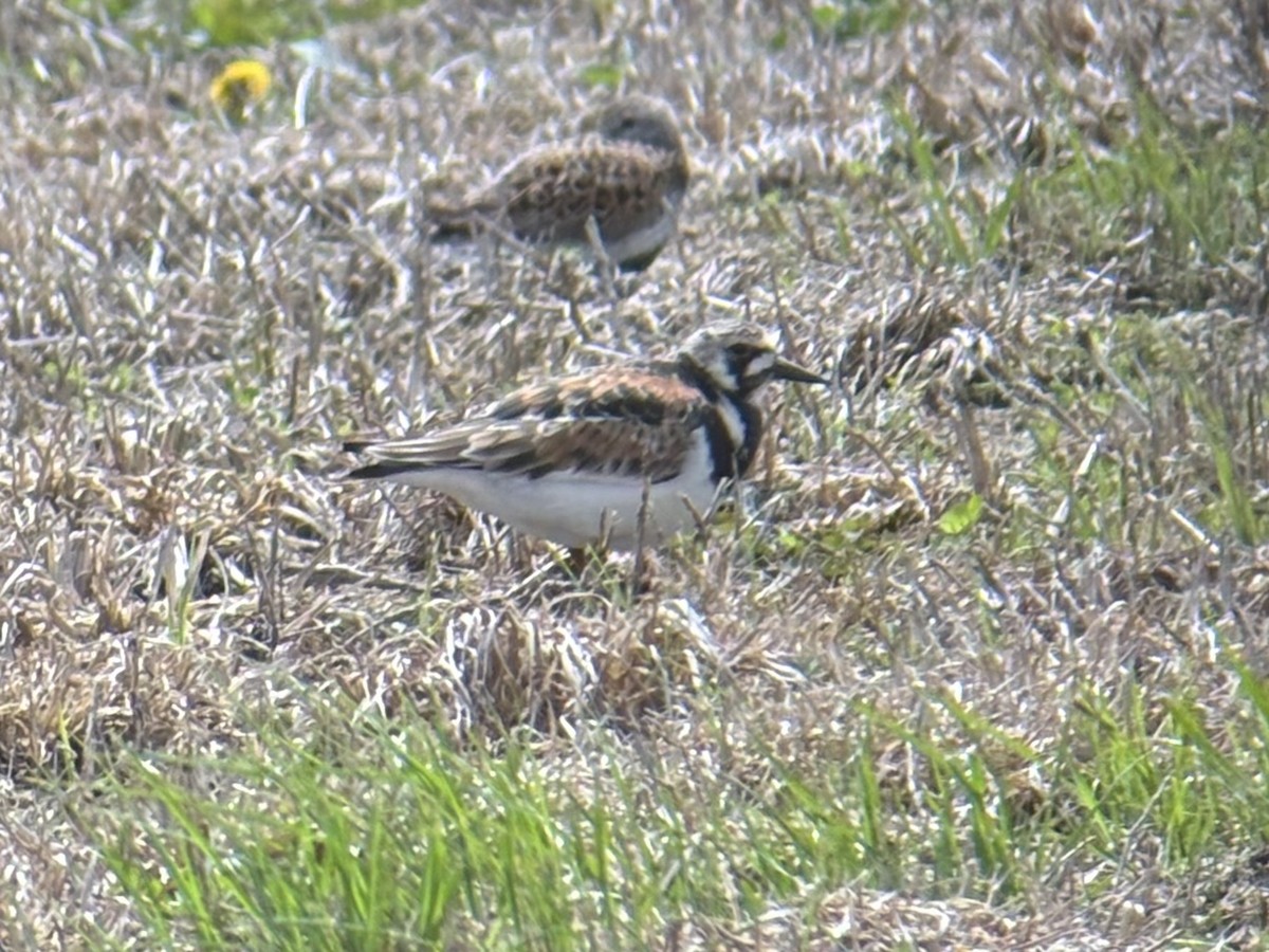 Ruddy Turnstone - ML636058177
