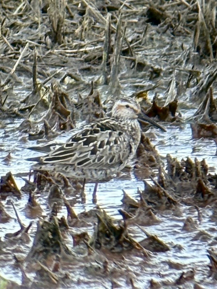 Stilt Sandpiper - ML636058193