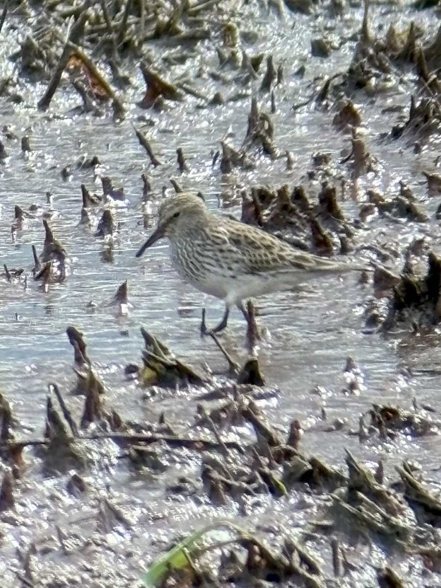 White-rumped Sandpiper - ML636058204
