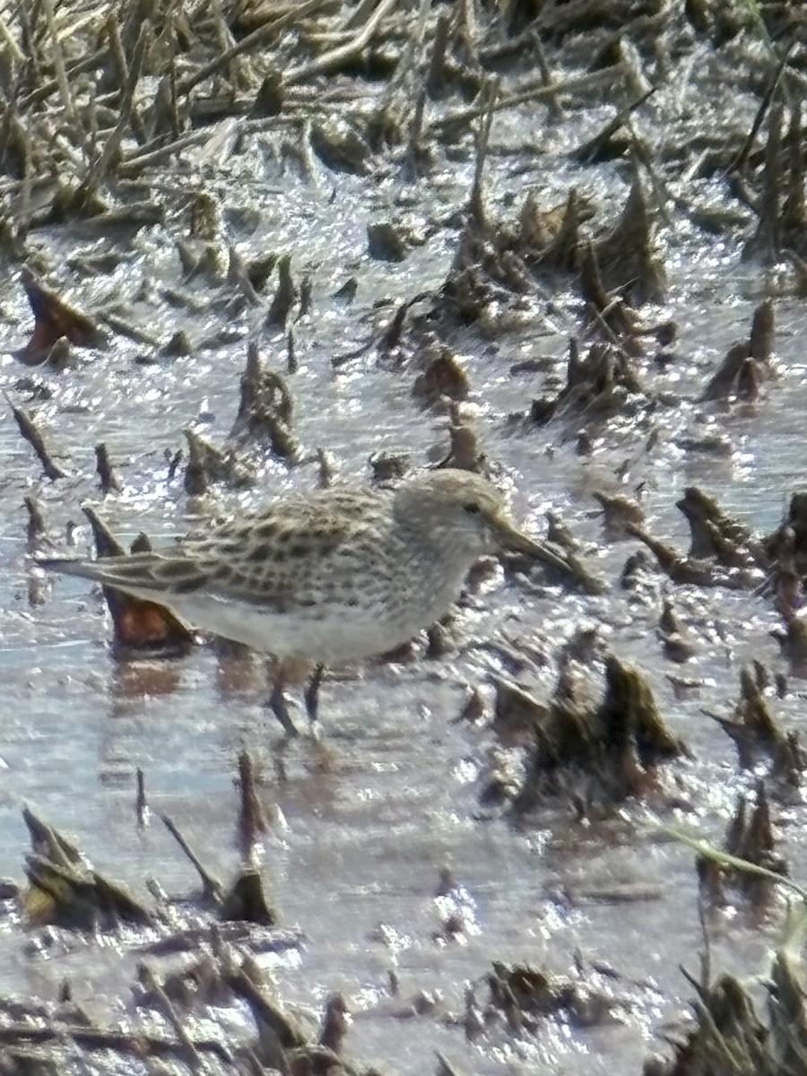 White-rumped Sandpiper - ML636058205